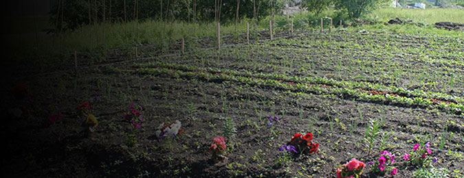 An image of plants growing in a garden